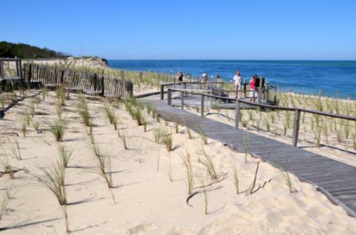 neue Strandsicherung mit Strandhafer am Strand 'Plage du Petiti Nice' im Sommer 2012 (Foto: Pline)