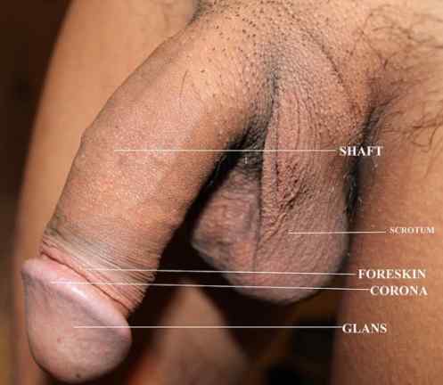 Penis Komplex ? menschlicher Penis, beschnitten, asiatisch (Foto: Justmoi)