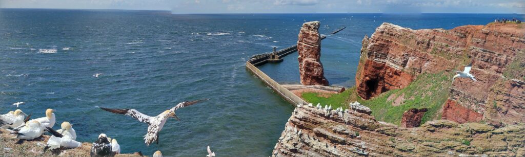 Flug der Basstölpel, Helgoland